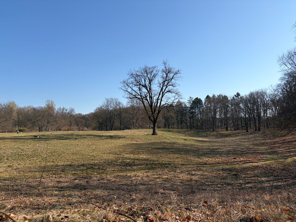 the baum