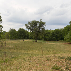 the baum