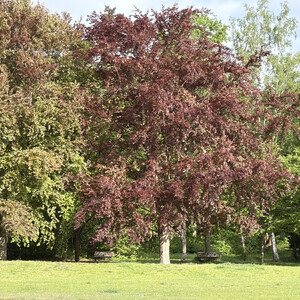 goethepark