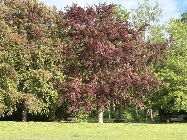 goethepark