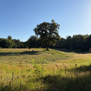the baum