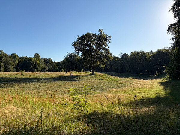 the baum