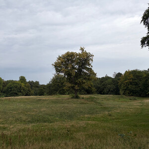the baum