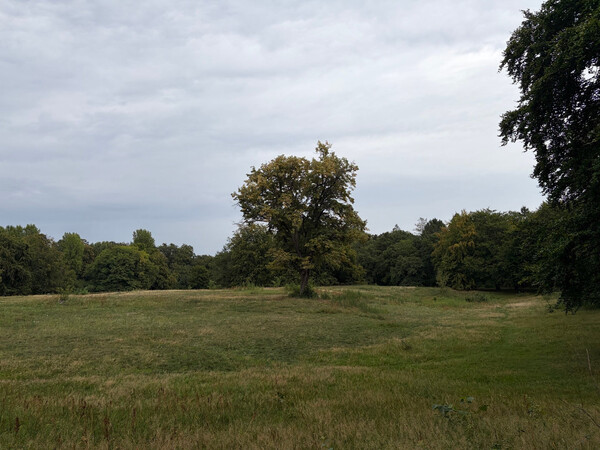 the baum