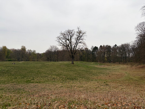 the baum