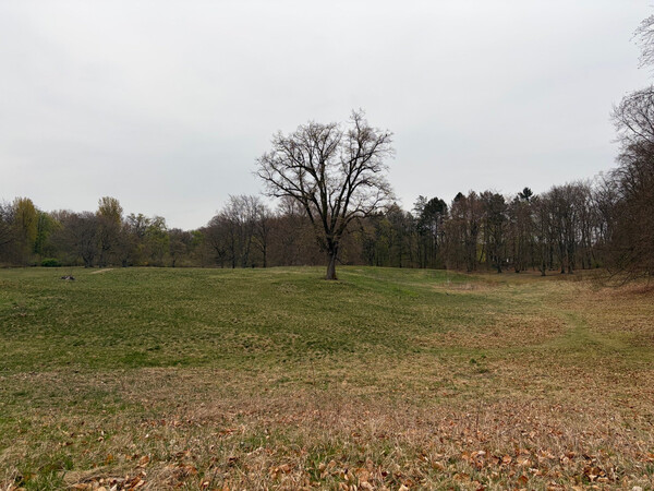 the baum