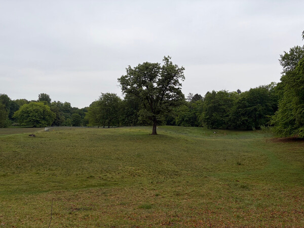 the baum