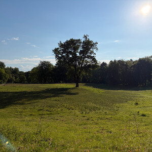 the baum