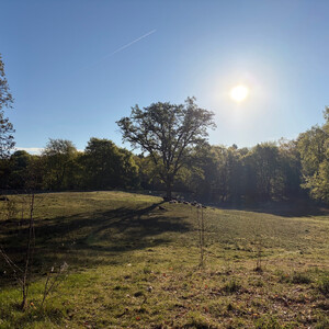 the baum