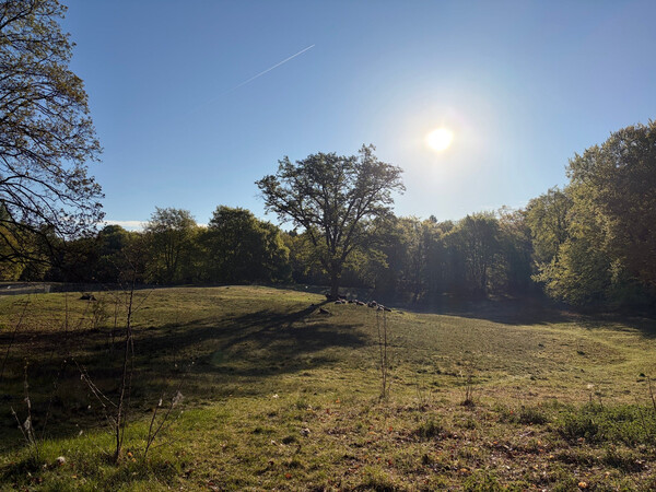 the baum