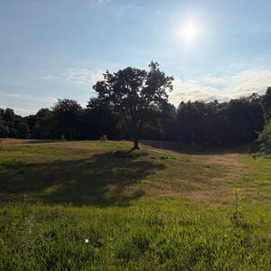 the baum