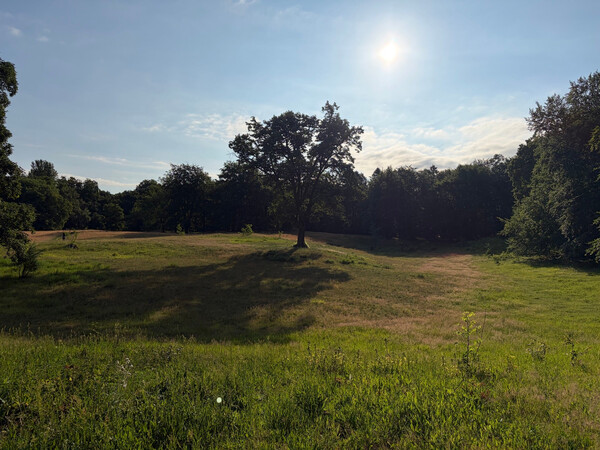 the baum