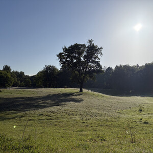 the baum