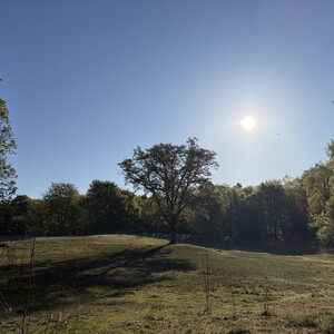 the baum