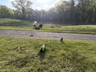 foto von einem baum auf der b&uuml;rgerwiese, davor stehen eingez&auml;unte schafe, und eine kr&auml;he und frida