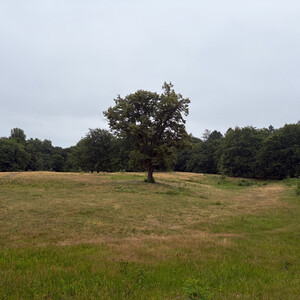 the baum