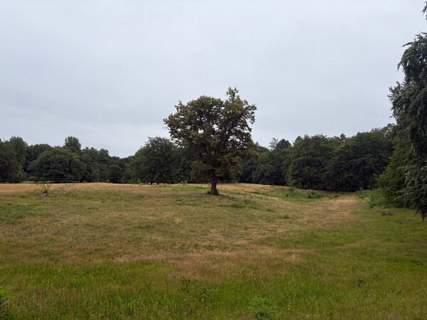 the baum