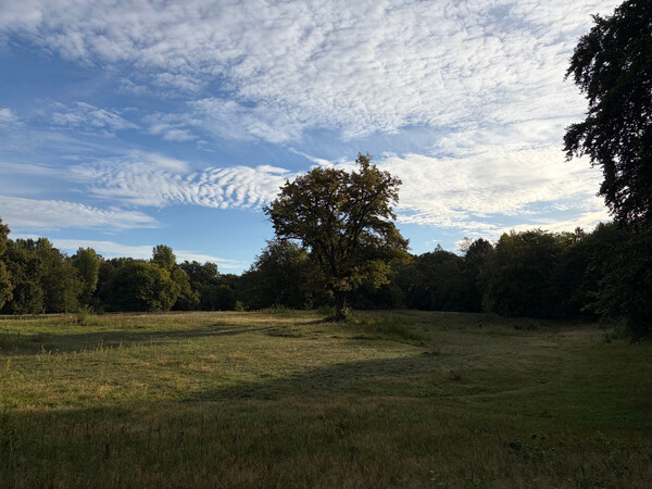 the baum