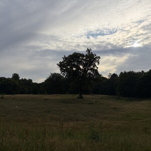 the baum