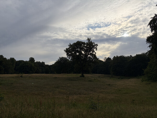 the baum