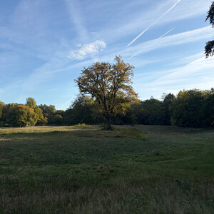 the baum
