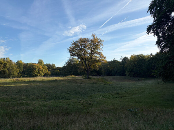 the baum