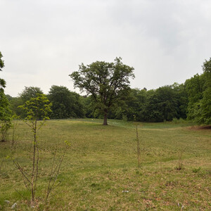 the baum