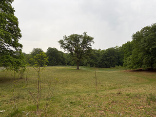 the baum