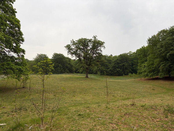 the baum