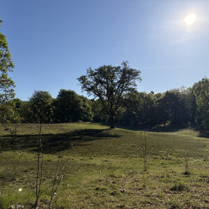 the baum