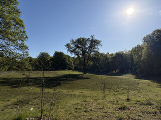 the baum