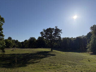 the baum