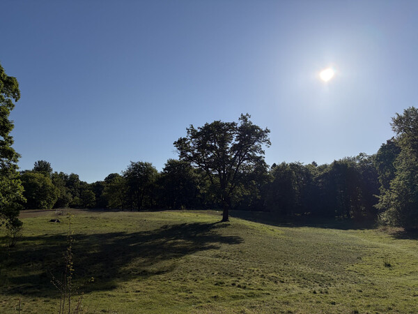 the baum