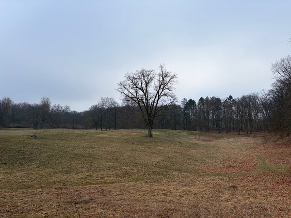 the baum