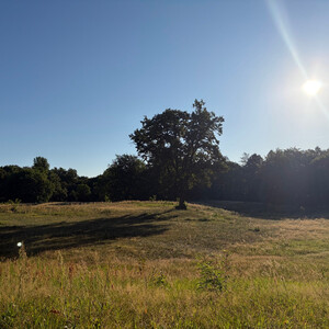 the baum