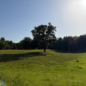 the baum