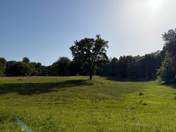the baum