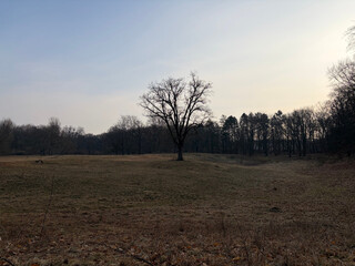 bürgerwiese