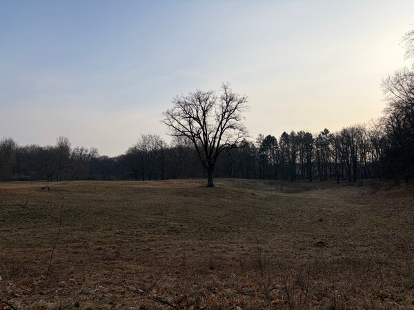 b&uuml;rgerwiese