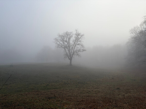 the baum