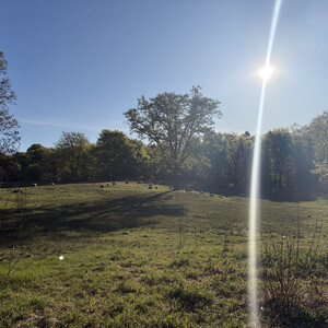 the baum