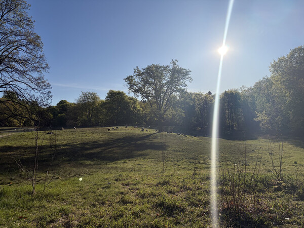 the baum