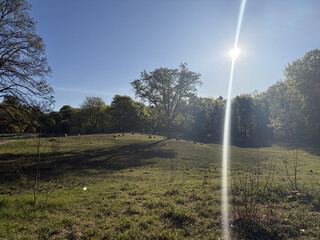 the baum