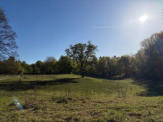 the baum