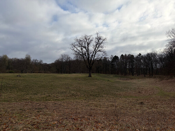 the baum