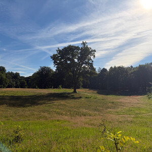 the baum