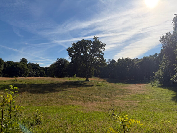 the baum