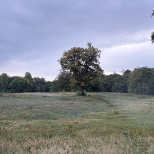 the baum