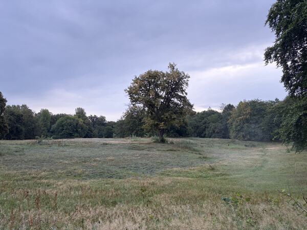 the baum
