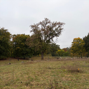 the baum